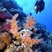 coral_soft_bro_l_n_v_0064_egy0492.jpg