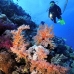 coral_soft_bro_l_n_v_0067_egy0495.jpg