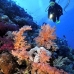 coral_soft_bro_l_n_v_0068_egy0496.jpg