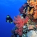 coral_soft_bro_l_n_v_0081_egy0510.jpg