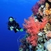 coral_soft_bro_l_n_v_0082_egy0511.jpg