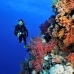 coral_soft_bro_l_n_v_0085_egy0514.jpg