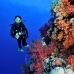 coral_soft_bro_l_n_v_0086_egy0515.jpg