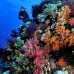 coral_soft_bro_l_n_v_0087_egy0516.jpg