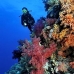 coral_soft_bro_l_n_v_0091_egy0520.jpg