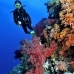 coral_soft_bro_l_n_v_0092_egy0521.jpg