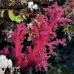 coral_soft_bro_l_v_0057_egy0400.jpg