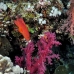 coral_soft_bro_l_v_0059_egy0402.jpg