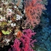 coral_soft_bro_l_v_0062_egy0405.jpg