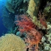 coral_soft_bro_l_v_0075_egy0360.jpg