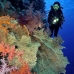coral_soft_bro_l_v_0077_egy0362.jpg