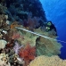 coral_soft_bro_l_v_0082_egy0368.jpg