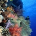 coral_soft_bro_l_v_0084_egy0370.jpg