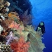 coral_soft_bro_l_v_0085_egy0371.jpg