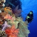 coral_soft_bro_l_v_0086_egy0372.jpg