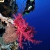 coral_soft_bro_l_v_0089_egy0375.jpg