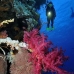 coral_soft_bro_l_v_0097_egy0383.jpg