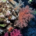coral_soft_bro_l_v_0104_egy0392.jpg