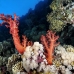 coral_soft_pan_h_0059_egy0116.jpg