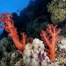coral_soft_pan_h_0061_egy0118.jpg