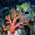 coral_soft_pan_v_0042_egy0097.jpg