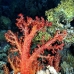 coral_soft_pan_v_0051_egy0108.jpg