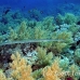 cornetfish_bro_b_h_0115_egy0213.jpg