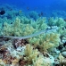 cornetfish_bro_b_h_0116_egy0214.jpg
