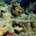 cornetfish_bro_b_h_0172_egy0271.jpg