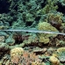 cornetfish_bro_b_h_0175_egy0274.jpg