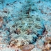 crocodilefish_abu_k_h_0030_egy0993.jpg