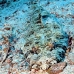 crocodilefish_abu_k_h_0031_egy0994.jpg