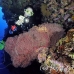 fan_sea_bro_l_e_h_0010_egy0428.jpg