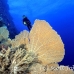 fan_sea_bro_l_e_h_0038_egy0456.jpg