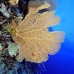 fan_sea_bro_l_e_v_0022_egy0440.jpg