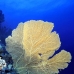 fan_sea_bro_l_e_v_0027_egy0445.jpg