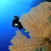 fan_sea_bro_l_v_0047_egy0348.jpg