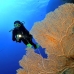 fan_sea_bro_l_v_0048_egy0349.jpg