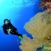 fan_sea_bro_l_v_0072_egy0357.jpg
