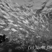 flagtail_barred_bro_b_h_0184_egy0284.jpg