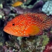grouper_coral_elp_n_h_0015_egy0749.jpg