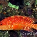 grouper_coral_elp_n_h_0035_egy0770.jpg