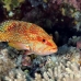 grouper_coral_elp_n_h_0045_egy0783.jpg