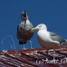 gull_blackbacked_great_manan_h_0424_can2265.jpg