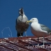 gull_blackbacked_great_manan_h_0426_can2267.jpg