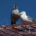 gull_blackbacked_great_manan_h_0428_can2269.jpg
