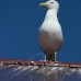 gull_blackbacked_great_manan_v_0409_can2250.jpg