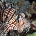 lionfish_common_elp_n_v_0033_egy0768.jpg