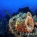 numidia_bro_b_h_0263_egy0625.jpg