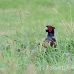pheasant_manan_h_0488_can3775.jpg